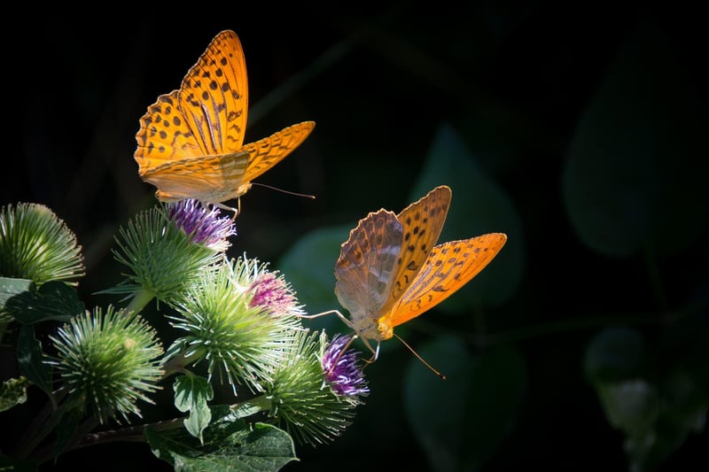 Butterfly Effect Responsibility